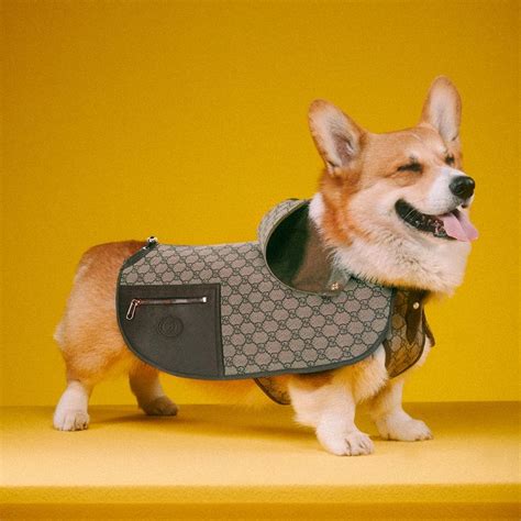 gucci pet prijzen|Gucci pet accessories.